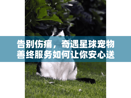 告别伤痛，奇遇星球宠物善终服务如何让你安心送别爱宠