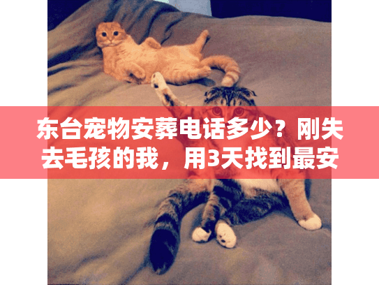 东台宠物安葬电话多少？刚失去毛孩的我，用3天找到最安心的答案