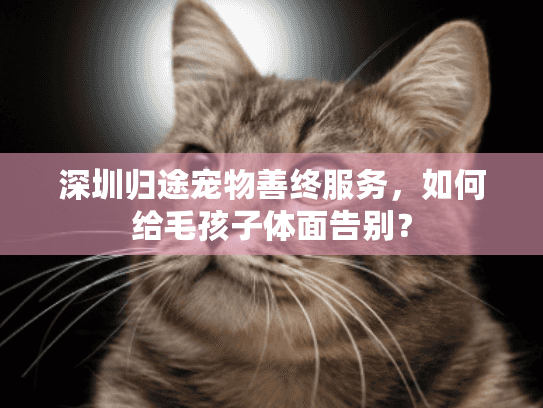 深圳归途宠物善终服务，如何给毛孩子体面告别？