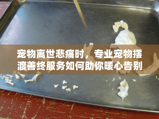 宠物离世悲痛时，专业宠物摆渡善终服务如何助你暖心告别？