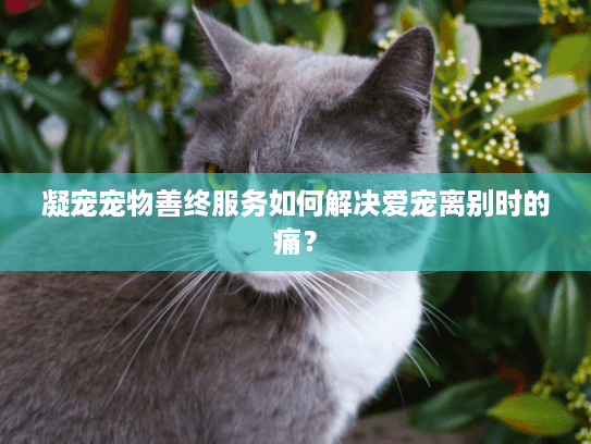 凝宠宠物善终服务如何解决爱宠离别时的痛？
