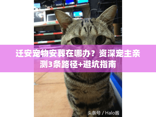 迁安宠物安葬在哪办？资深宠主亲测3条路径+避坑指南