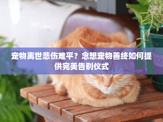 宠物离世悲伤难平？念想宠物善终如何提供完美告别仪式