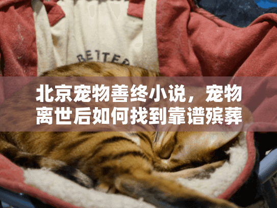 北京宠物善终小说，宠物离世后如何找到靠谱殡葬服务的故事？