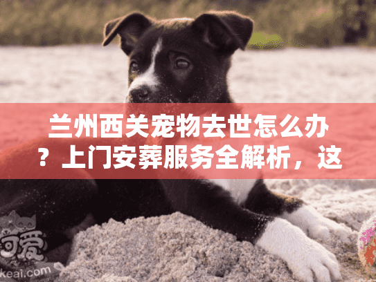 兰州西关宠物去世怎么办？上门安葬服务全解析，这5点让你不踩坑