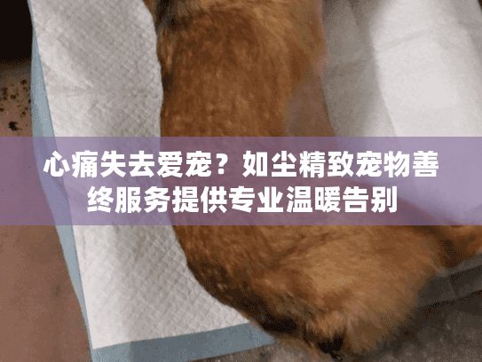 心痛失去爱宠？如尘精致宠物善终服务提供专业温暖告别