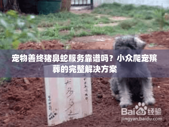 宠物善终猪鼻蛇服务靠谱吗？小众爬宠殡葬的完整解决方案