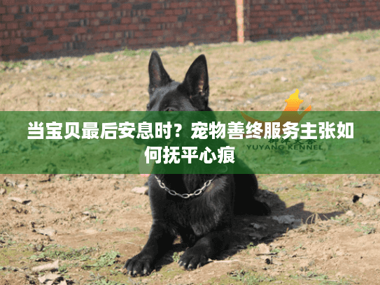 当宝贝最后安息时？宠物善终服务主张如何抚平心痕