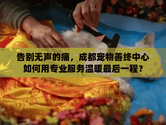 告别无声的痛，成都宠物善终中心如何用专业服务温暖最后一程？