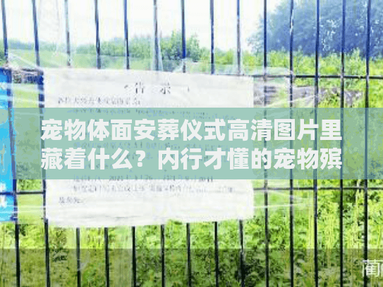 宠物体面安葬仪式高清图片里藏着什么？内行才懂的宠物殡葬服务门道