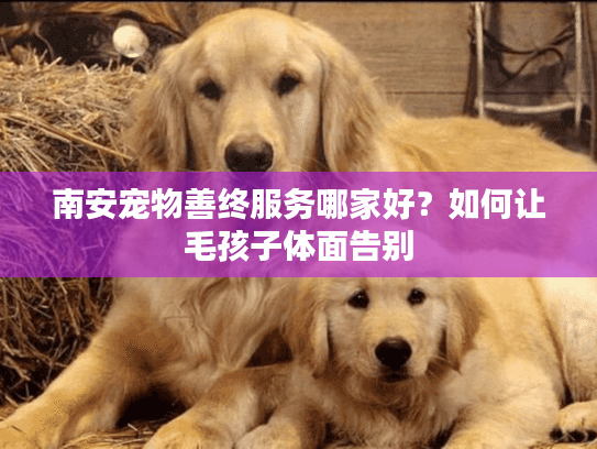 南安宠物善终服务哪家好？如何让毛孩子体面告别