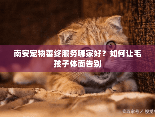 南安宠物善终服务哪家好？如何让毛孩子体面告别
