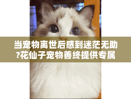 当宠物离世后感到迷茫无助?花仙子宠物善终提供专属关怀方案