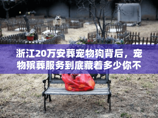 浙江20万安葬宠物狗背后，宠物殡葬服务到底藏着多少你不知道的「生死体面」