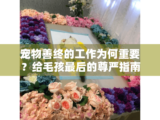 宠物善终的工作为何重要？给毛孩最后的尊严指南