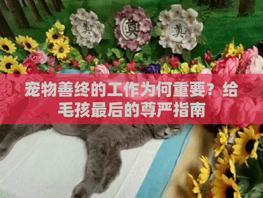 宠物善终的工作为何重要？给毛孩最后的尊严指南