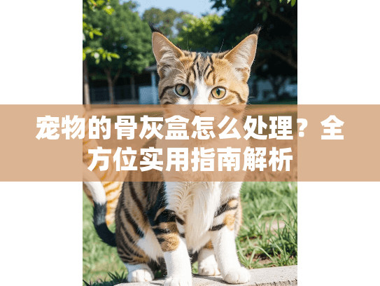 宠物的骨灰盒怎么处理？全方位实用指南解析