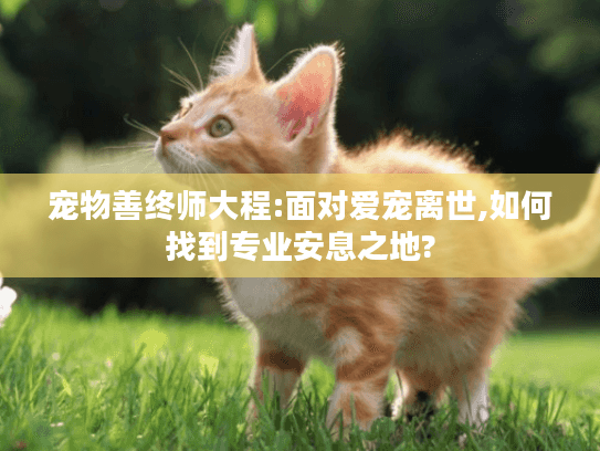 宠物善终师大程:面对爱宠离世,如何找到专业安息之地?