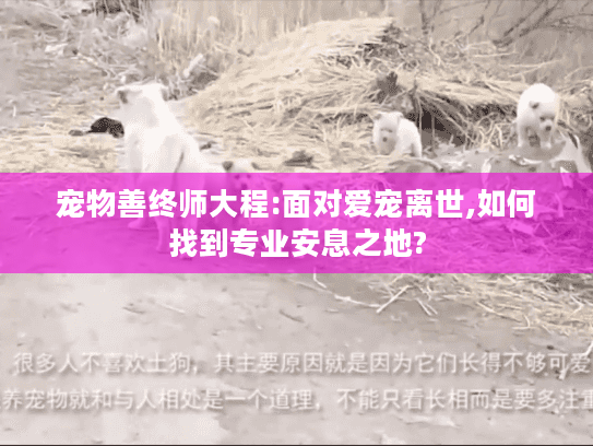 宠物善终师大程:面对爱宠离世,如何找到专业安息之地?
