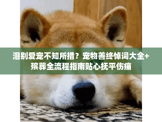 泪别爱宠不知所措？宠物善终悼词大全+殡葬全流程指南贴心抚平伤痛