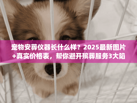 宠物安葬仪器长什么样？2025最新图片+真实价格表，帮你避开殡葬服务3大陷阱
