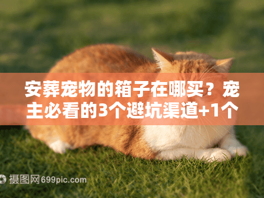 安葬宠物的箱子在哪买？宠主必看的3个避坑渠道+1个隐藏温暖选项