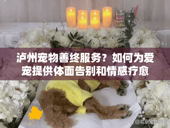 泸州宠物善终服务？如何为爱宠提供体面告别和情感疗愈