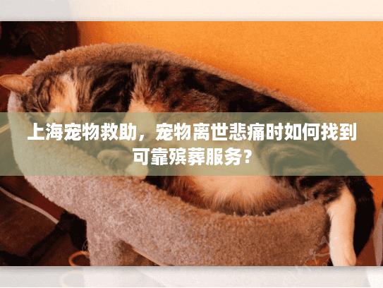 上海宠物救助，宠物离世悲痛时如何找到可靠殡葬服务？