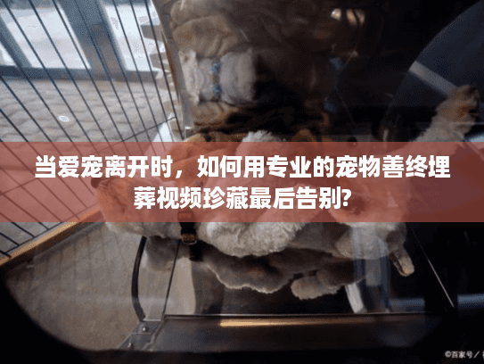 当爱宠离开时，如何用专业的宠物善终埋葬视频珍藏最后告别?