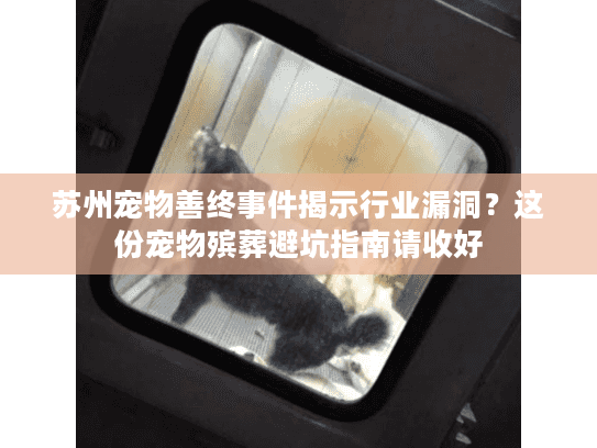苏州宠物善终事件揭示行业漏洞？这份宠物殡葬避坑指南请收好
