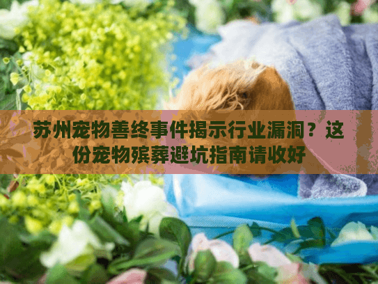 苏州宠物善终事件揭示行业漏洞？这份宠物殡葬避坑指南请收好