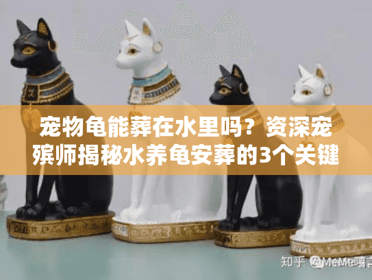 宠物龟能葬在水里吗?资深宠殡师揭秘水养龟安葬的3个关键雷区 宠物龟能葬在水里吗?资深宠殡师揭秘水养龟安葬的3个关键雷区