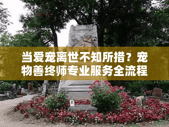 当爱宠离世不知所措？宠物善终师专业服务全流程解析