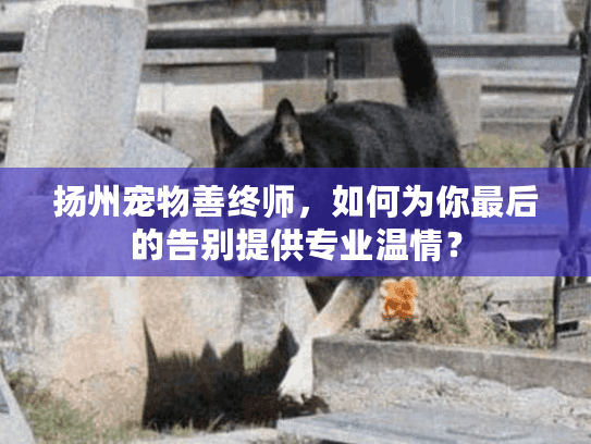 扬州宠物善终师，如何为你最后的告别提供专业温情？
