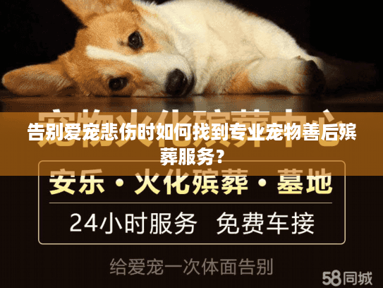 告别爱宠悲伤时如何找到专业宠物善后殡葬服务？