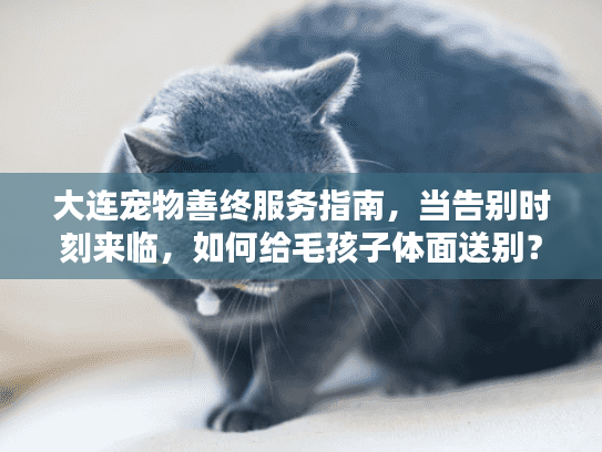 大连宠物善终服务指南，当告别时刻来临，如何给毛孩子体面送别？