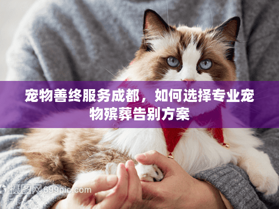 宠物善终服务成都，如何选择专业宠物殡葬告别方案