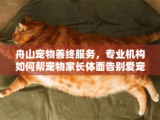 舟山宠物善终服务，专业机构如何帮宠物家长体面告别爱宠?