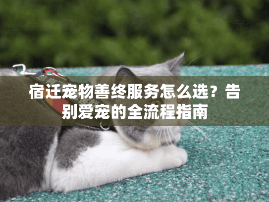 宿迁宠物善终服务怎么选？告别爱宠的全流程指南