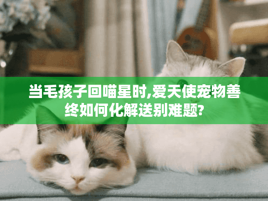 当毛孩子回喵星时,爱天使宠物善终如何化解送别难题?