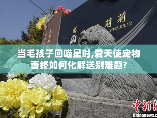 当毛孩子回喵星时,爱天使宠物善终如何化解送别难题?
