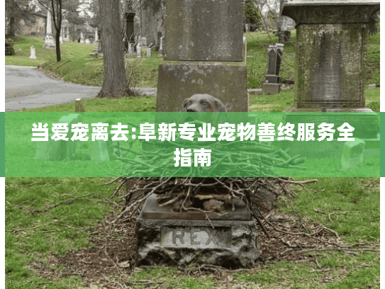 当爱宠离去:阜新专业宠物善终服务全指南