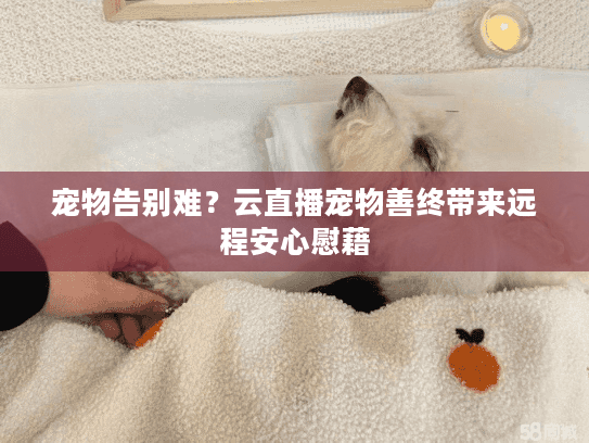 宠物告别难？云直播宠物善终带来远程安心慰藉