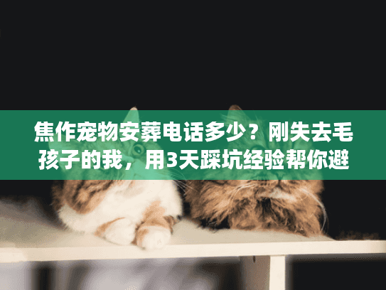 焦作宠物安葬电话多少？刚失去毛孩子的我，用3天踩坑经验帮你避雷