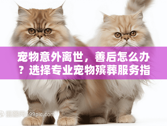 宠物意外离世，善后怎么办？选择专业宠物殡葬服务指南