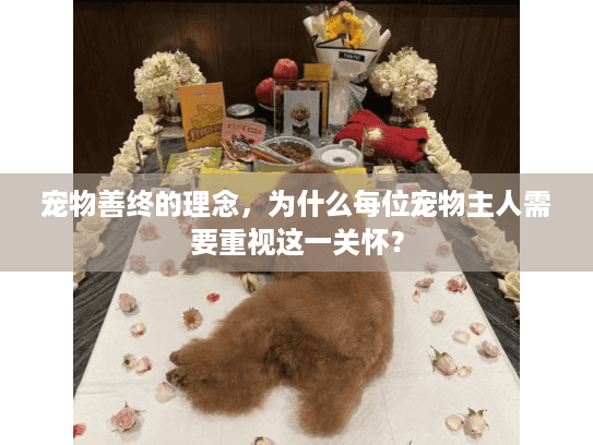 宠物善终的理念,为什么每位宠物主人需要重视这一关怀? 宠物善终的理念,为什么每位宠物主人需要重视这一关怀?