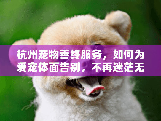 杭州宠物善终服务，如何为爱宠体面告别，不再迷茫无助？