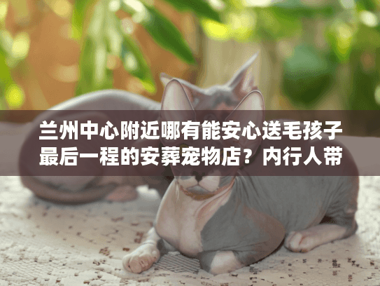 兰州中心附近哪有能安心送毛孩子最后一程的安葬宠物店？内行人带你避坑