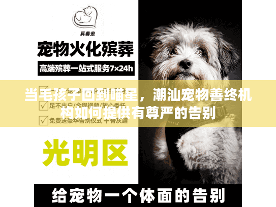 当毛孩子回到喵星，潮汕宠物善终机构如何提供有尊严的告别