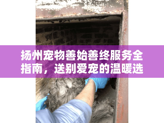 扬州宠物善始善终服务全指南，送别爱宠的温暖选择